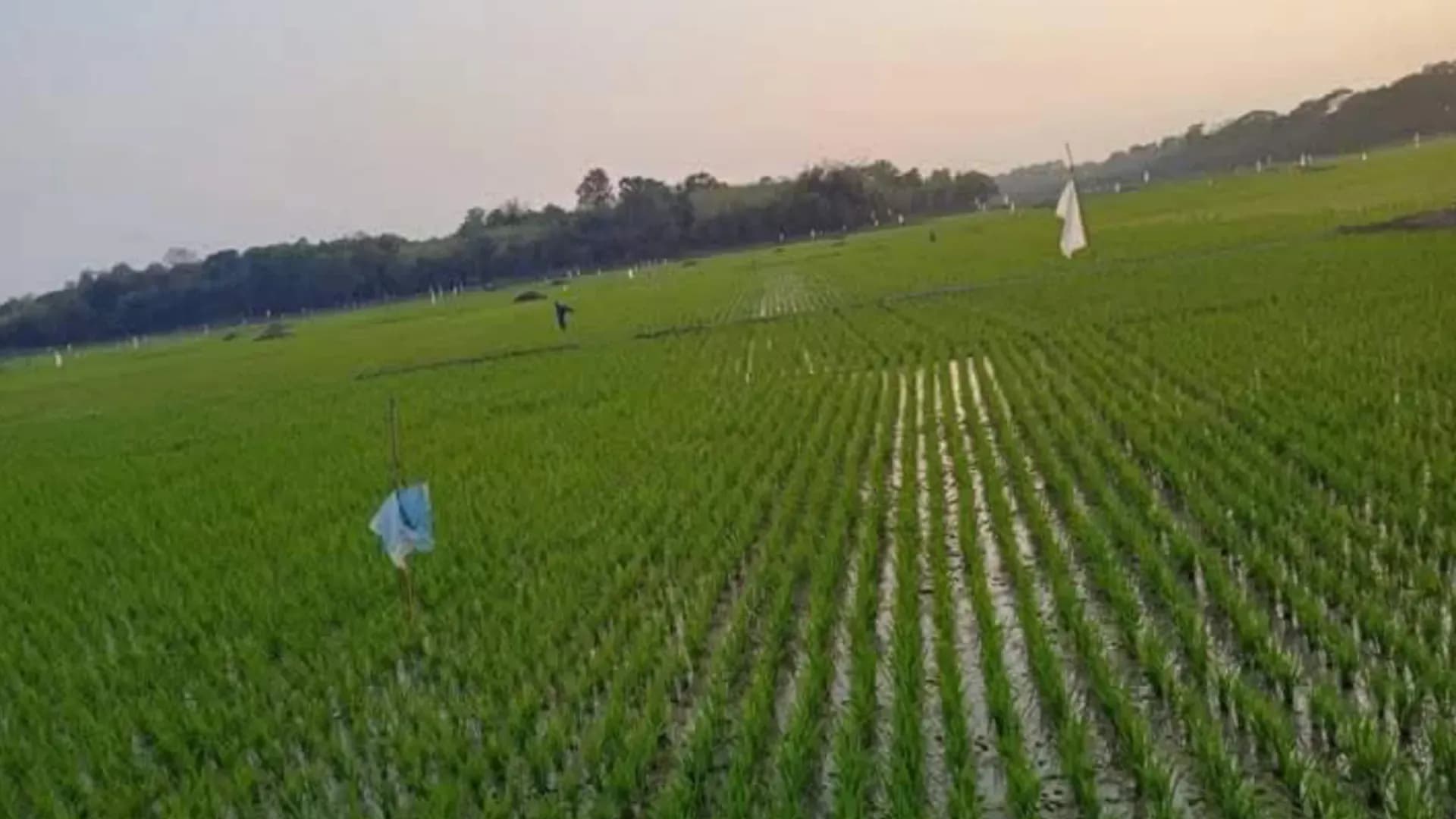 তাড়াইলে জনপ্রিয় হয়ে উঠছে পার্চিং পদ্ধতি