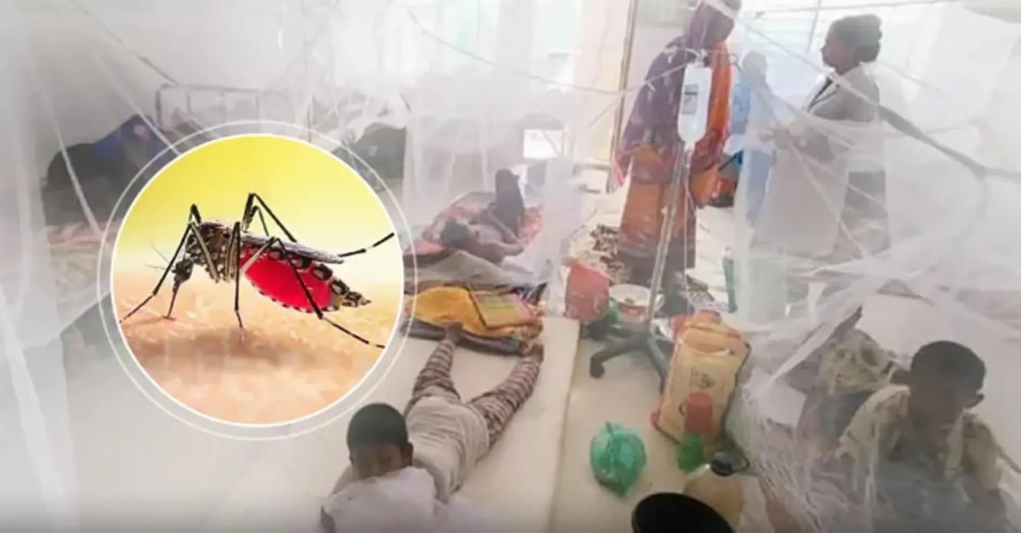 ডেঙ্গুতে একদিনে সর্বোচ্চ ১০ জনের মৃত্যু