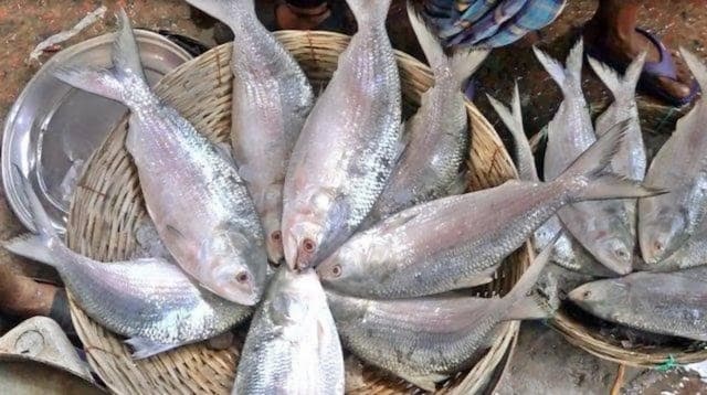 ভারতে ইলিশ রফতানি বন্ধে সরকারকে আইনি নোটিশ