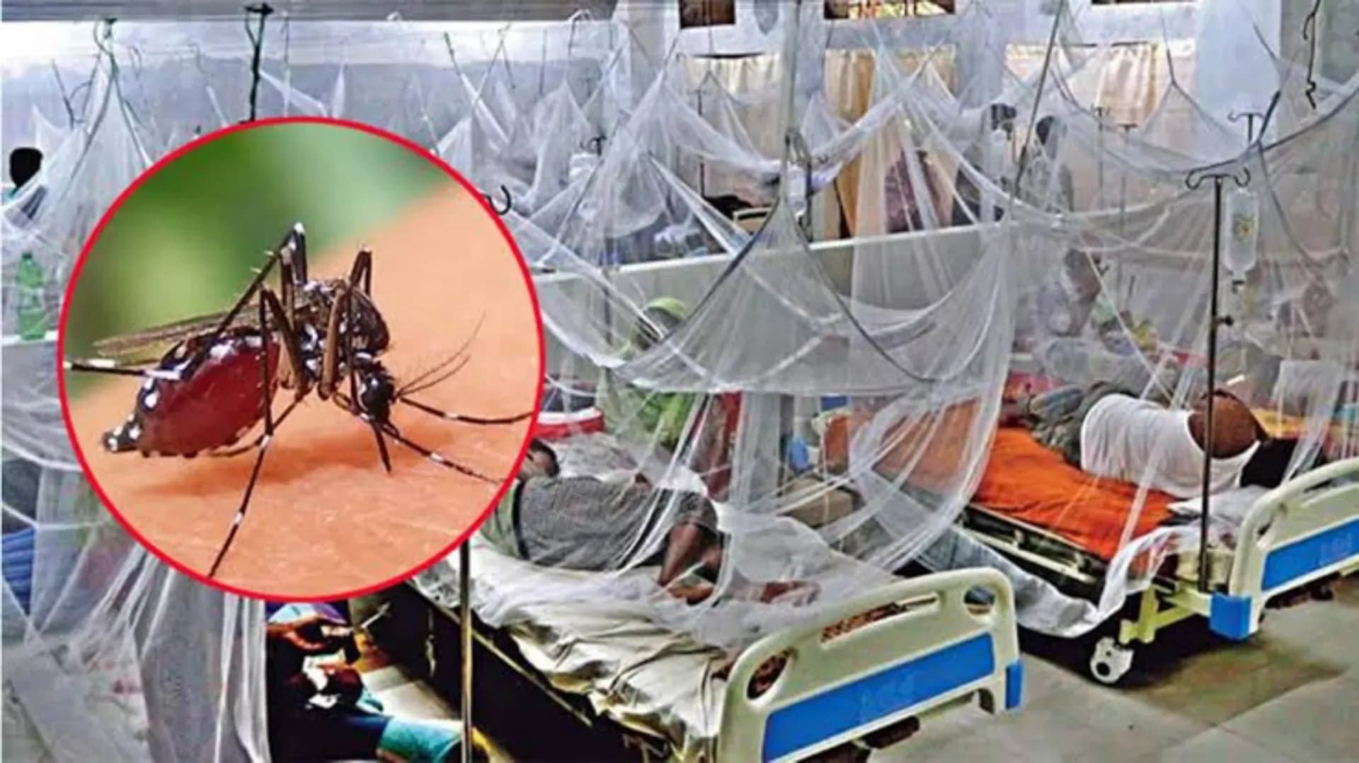 ডেঙ্গুতে আরও ১১ মৃত্যু, হাসপাতালে ভর্তি ২ হাজার ছাড়িয়েছে